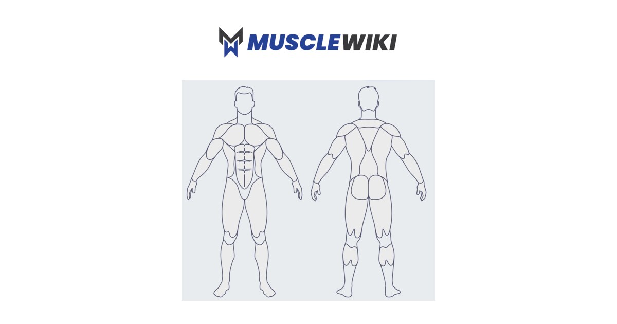 MuscleWiki Interactive Muscle Map