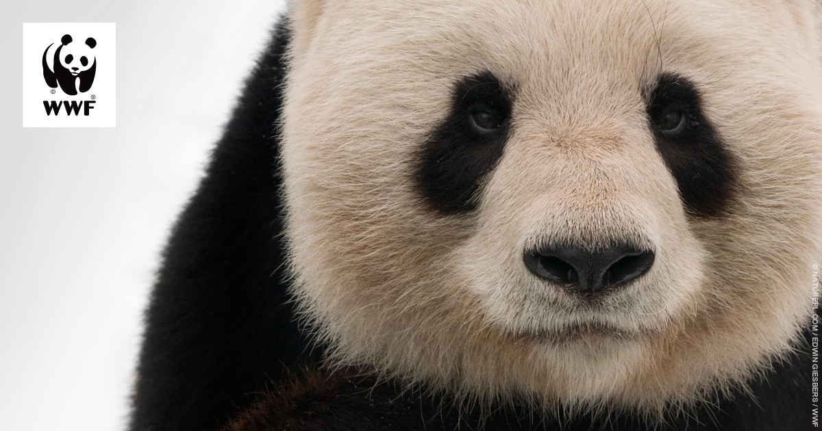 WWF Suomi · Twitter