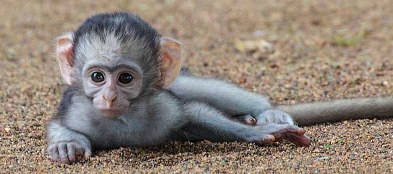 Wildlife Pictures, Wildlife Resources and Photography Tips · Twitter