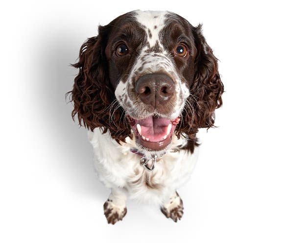 CVS Vets: For pets, for life | CVS Vets · Twitter