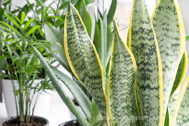 Guide to House Plants - Tips for Growing Plants Indoors · Twitter