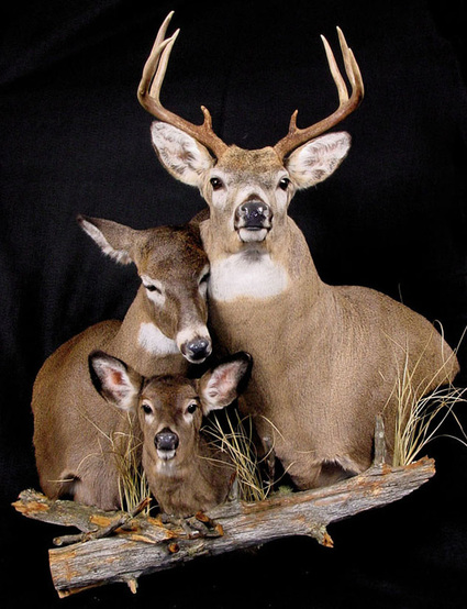 Richard Bolduc Taxidermiste - Taxidermist · Twitter