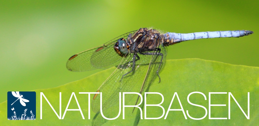 Naturbasen - Danmarks Nationale Artsportal · Twitter