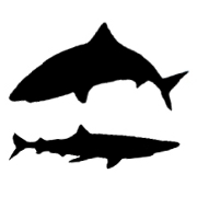 World of Sharks · Twitter