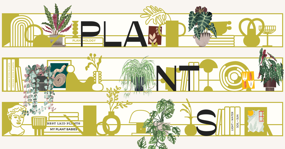 How Many Plants - Indoor and House Plant Resource · Twitter