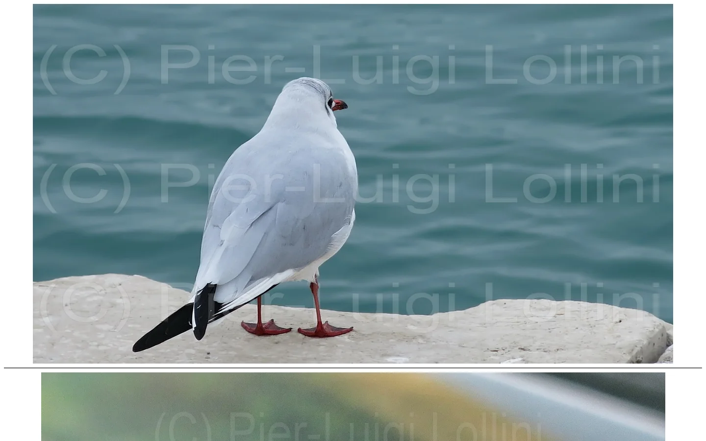Pier-Luigi Lollini 首页截图