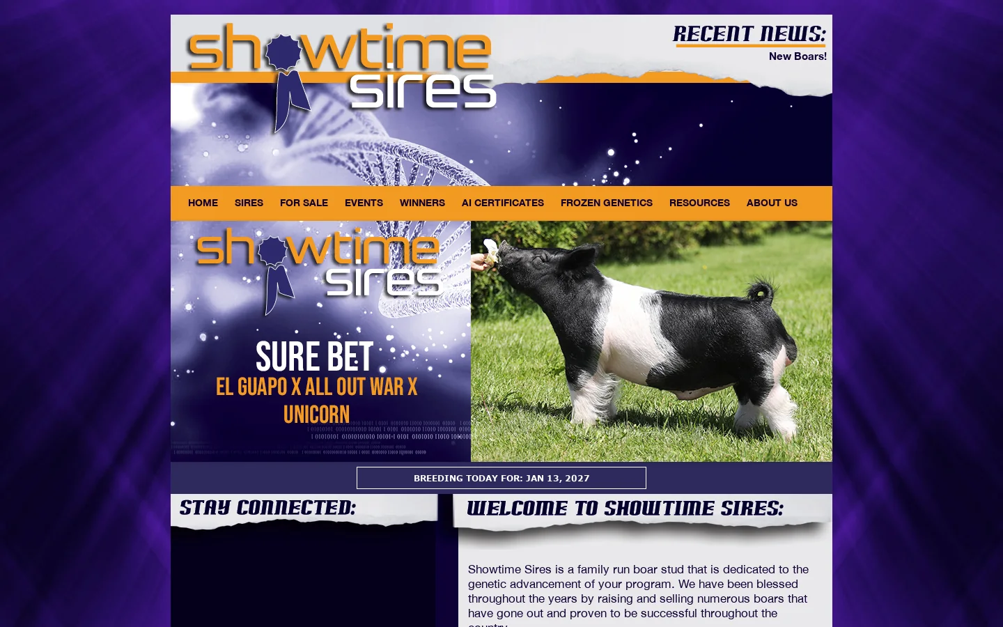 Showtime Sires : 首页截图