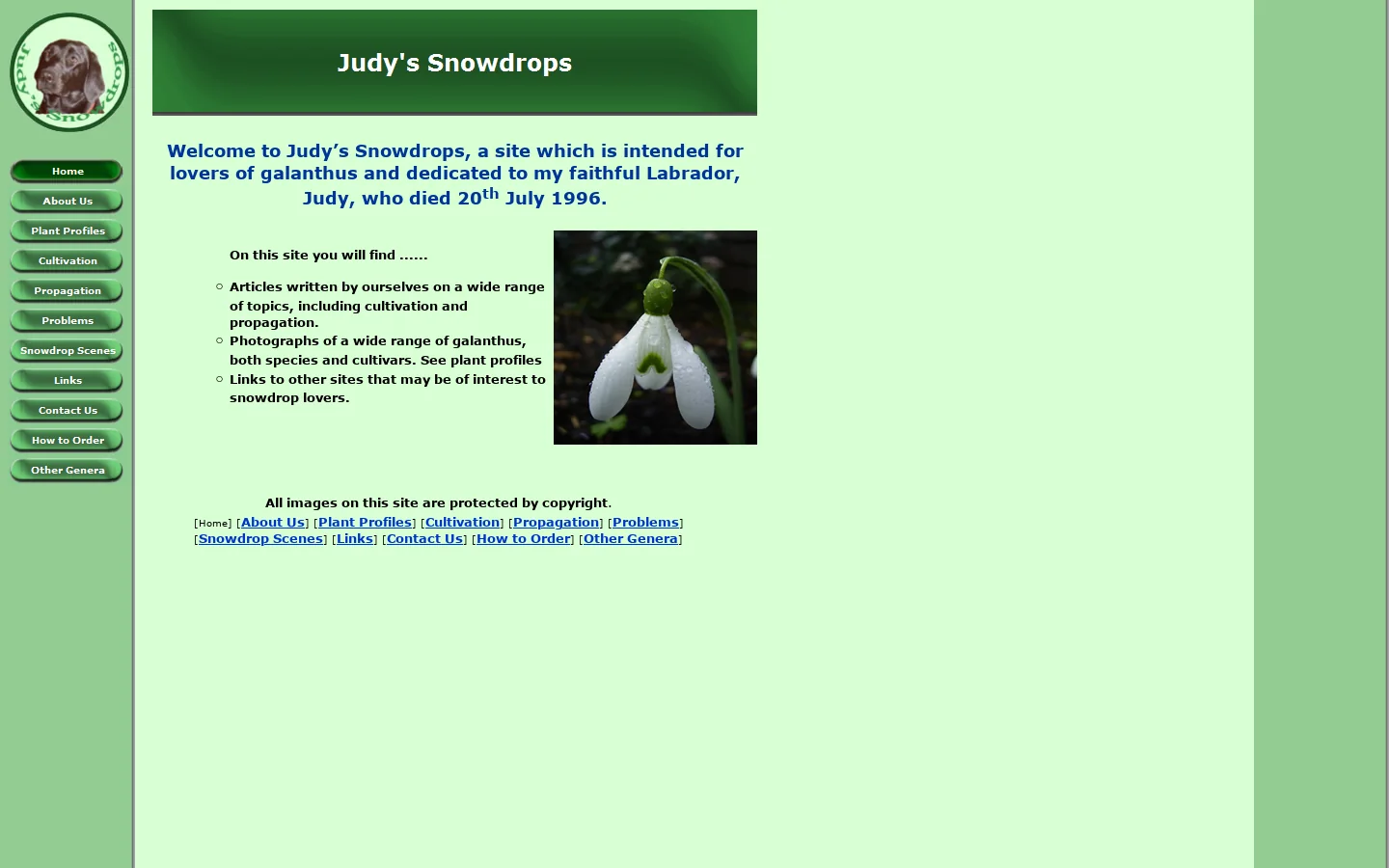 Judy's Snowdrops 首页截图