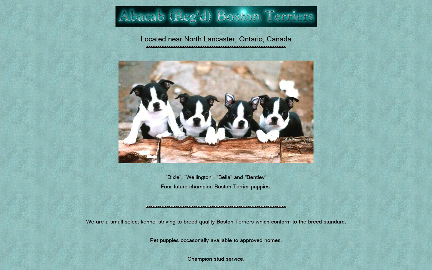 Abacab (Perm. Reg'd) Boston Terriers 首页截图