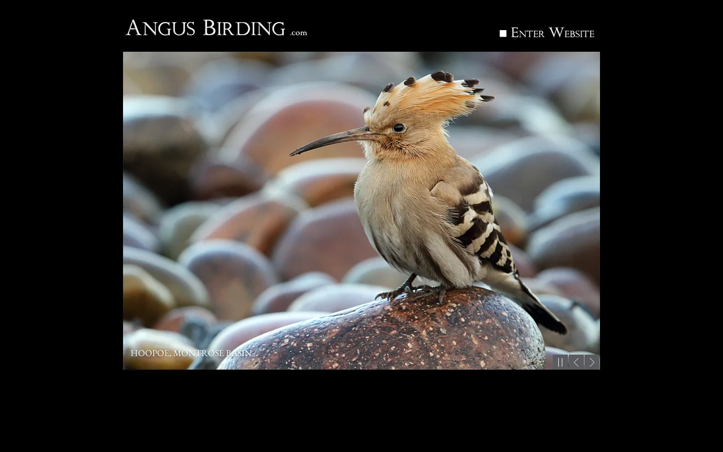 Angus Birding © 2000-2026 首页截图