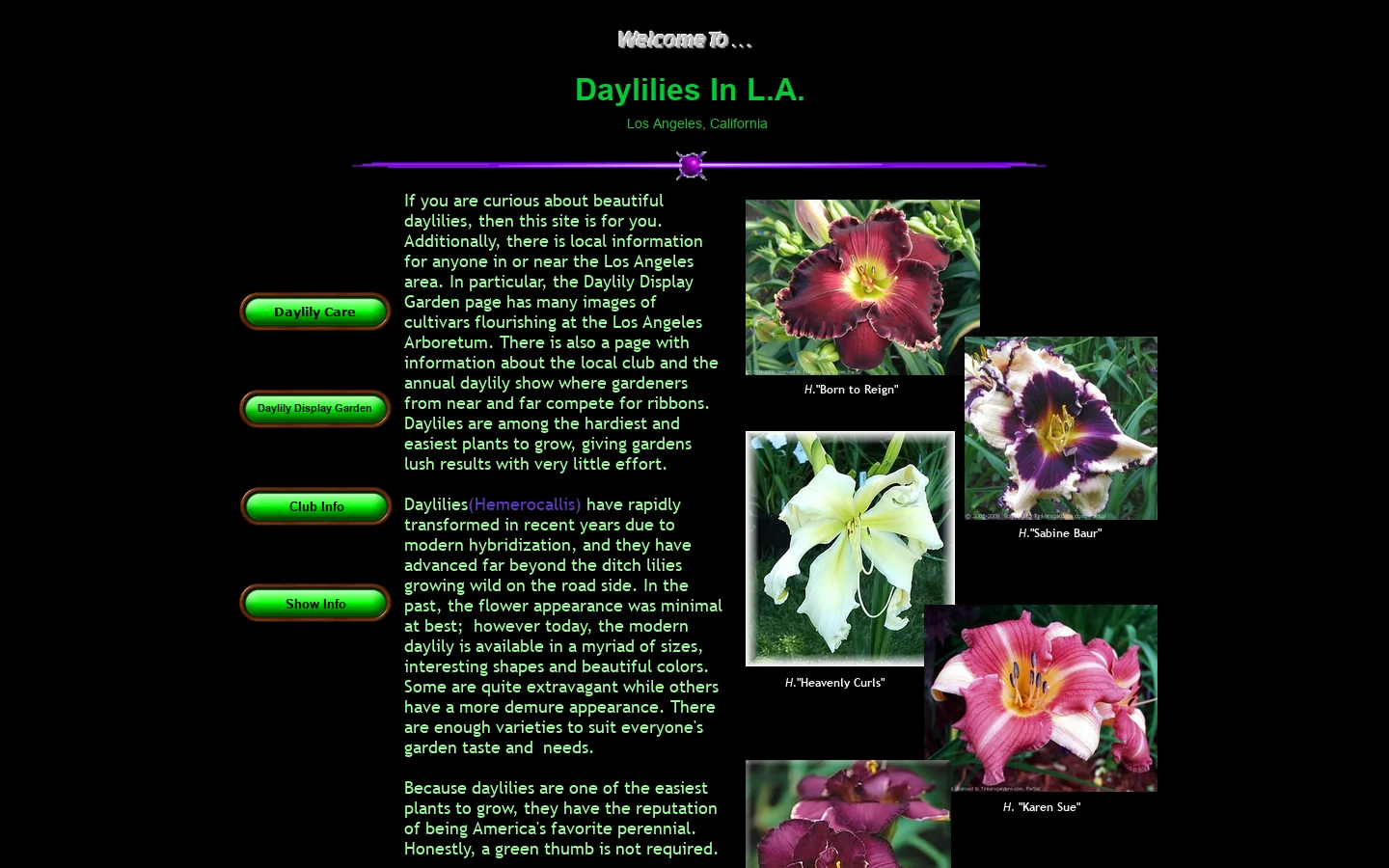 Daylilies In L.A 首页截图