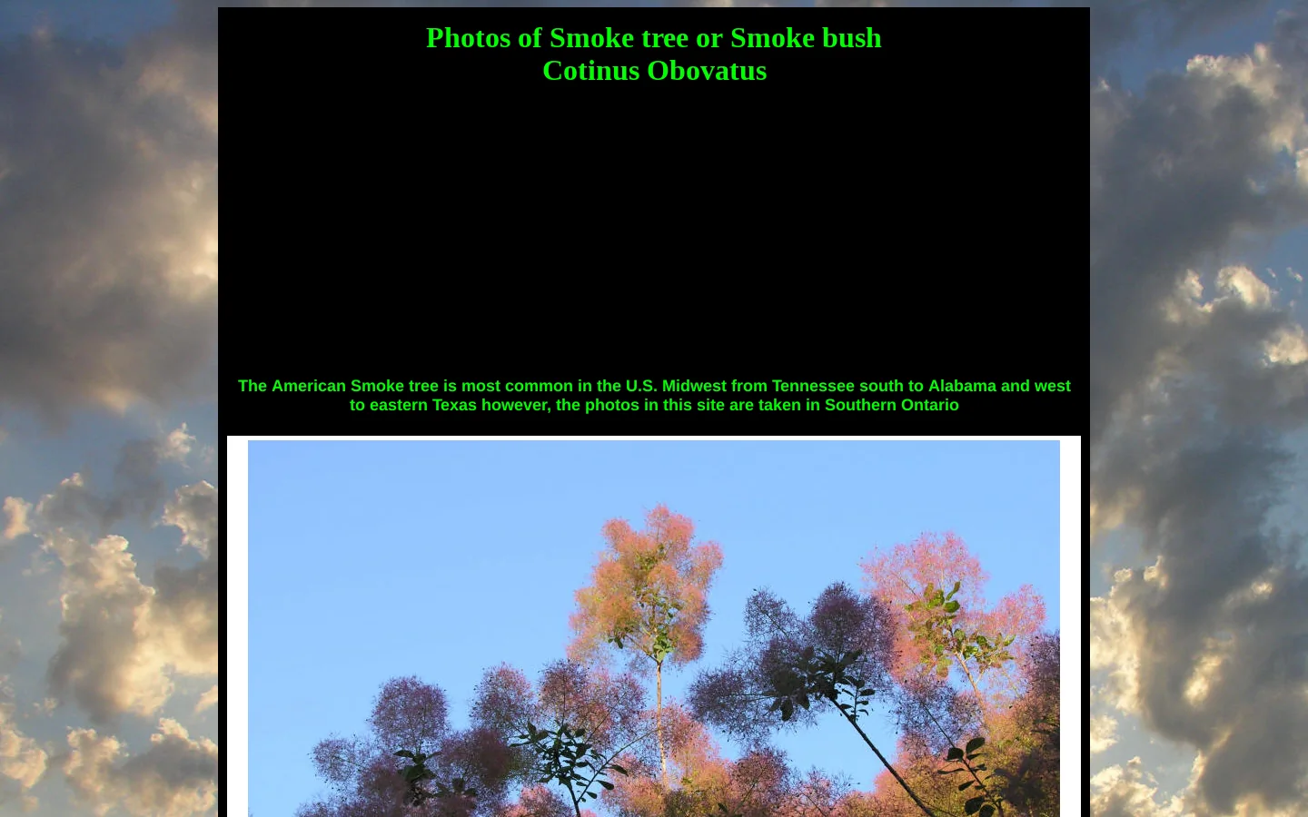Smoke Tree or Smoke bush, Cotinus Obovatus, Cotinus Coggygria 首页截图