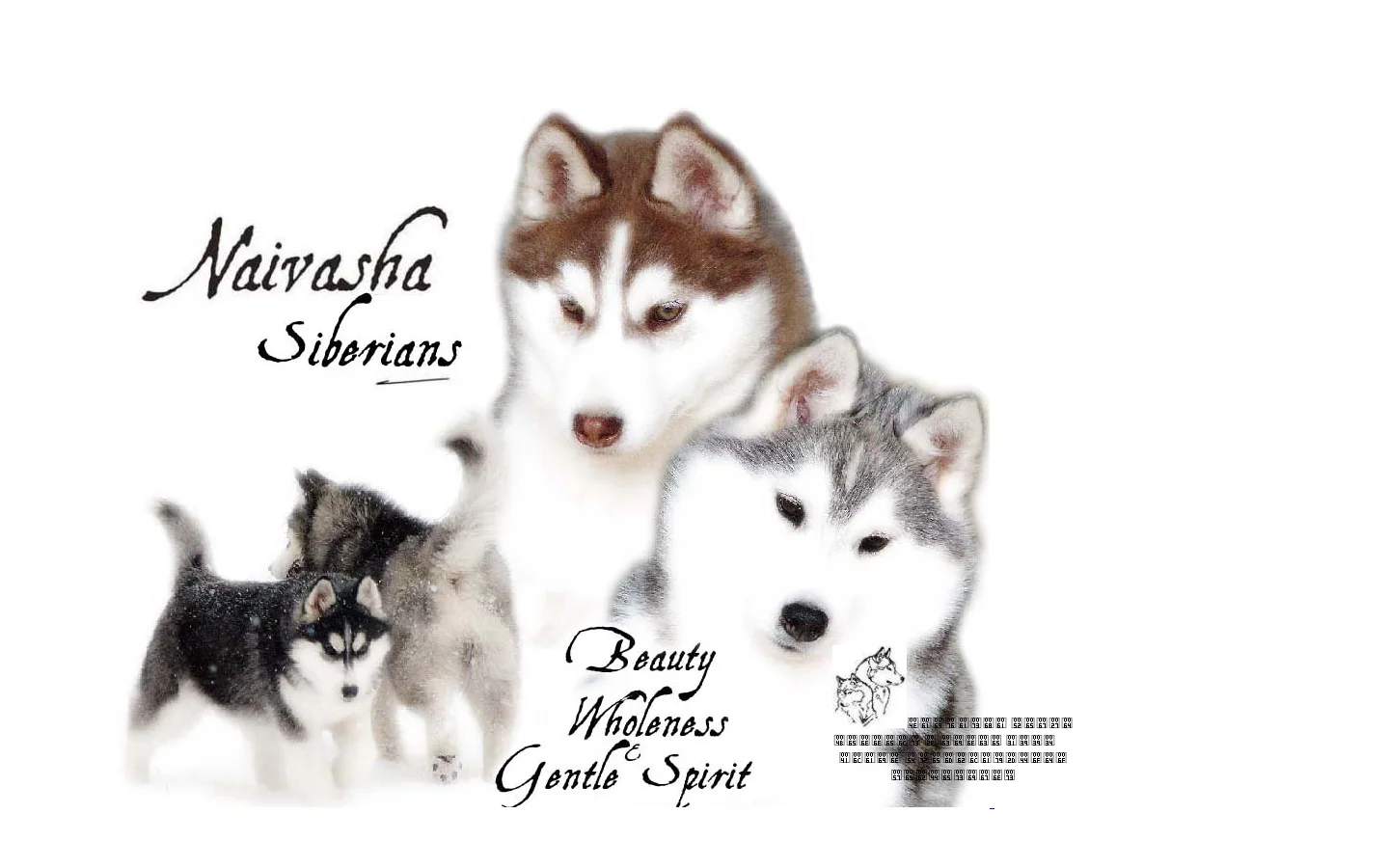 at Naivasha Siberian Huskies Reg'd Kennels Canada 首页截图