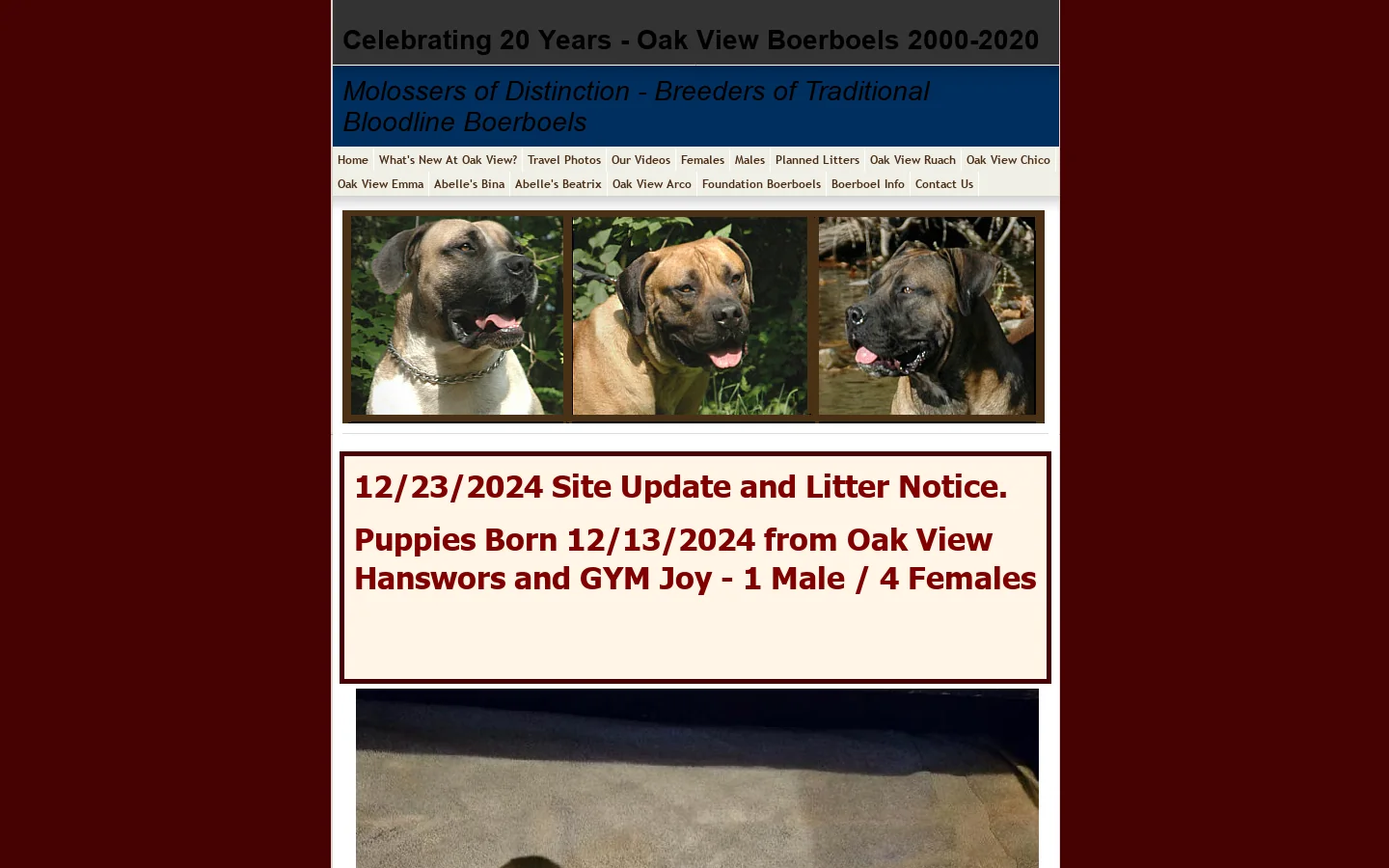 Boerboel Breeder - Oak View Boerboels USA 首页截图