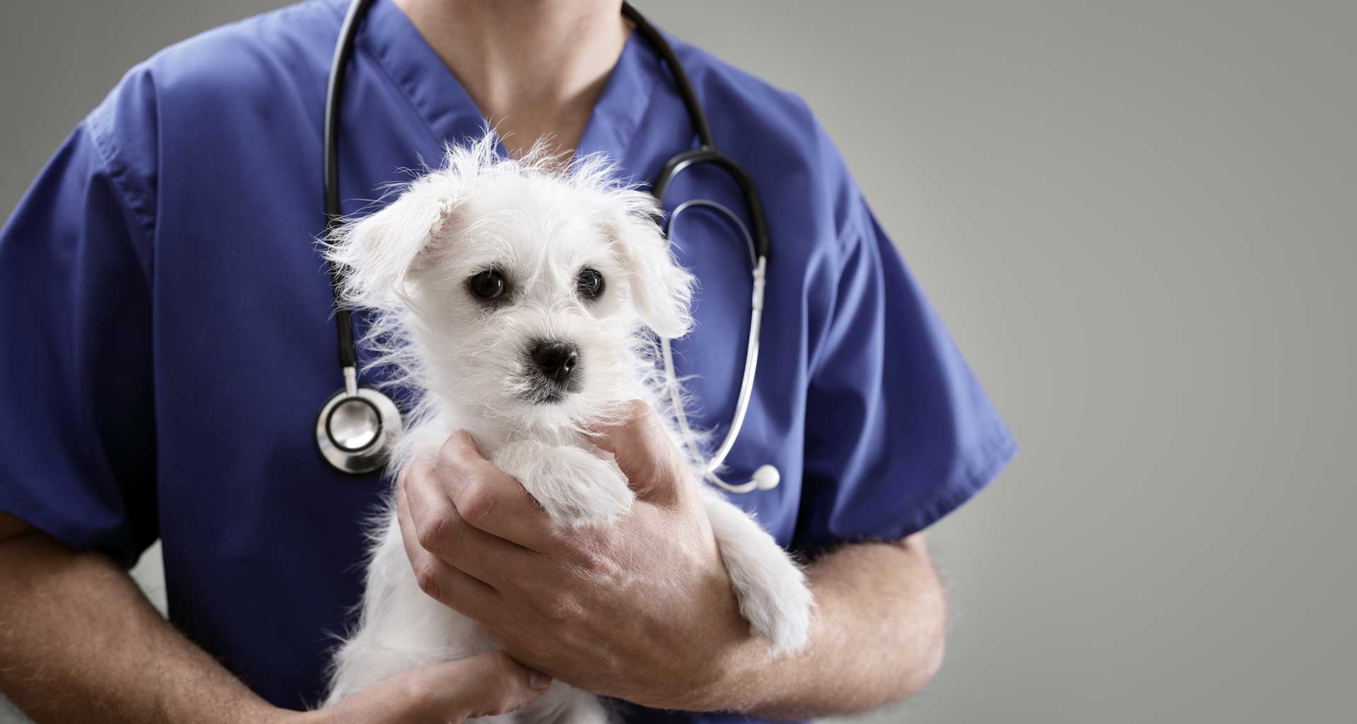 Brunswick Central Vet Clinic - 210 Lygon Street, Brunswick · Twitter