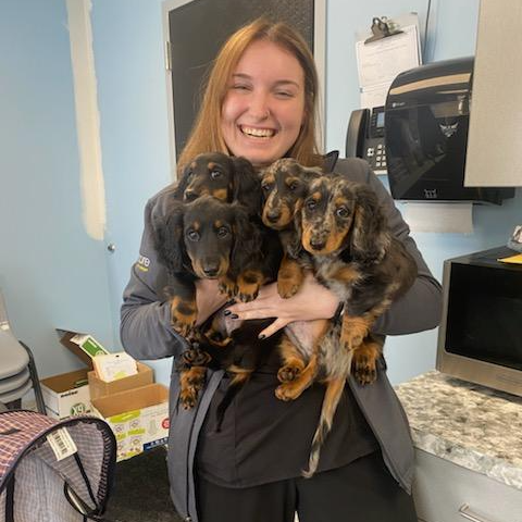 Staff member holding four Dachshund puppies