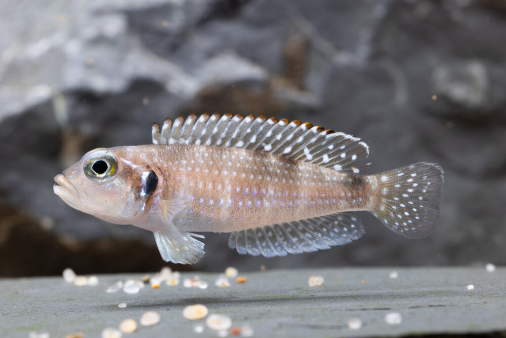 The Cichlid Exchange - Wholesale Fish Supplier · Twitter