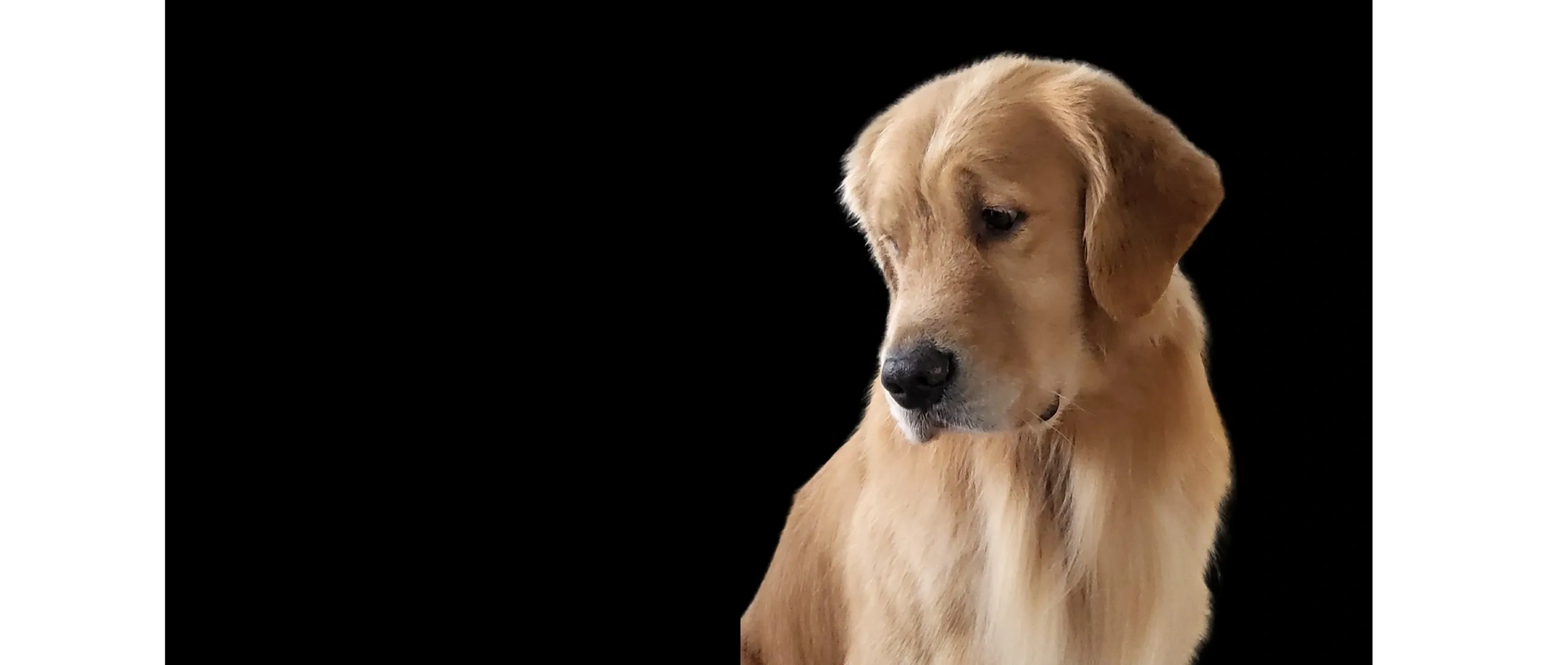 Golden Retriever Club of Greater St. Louis