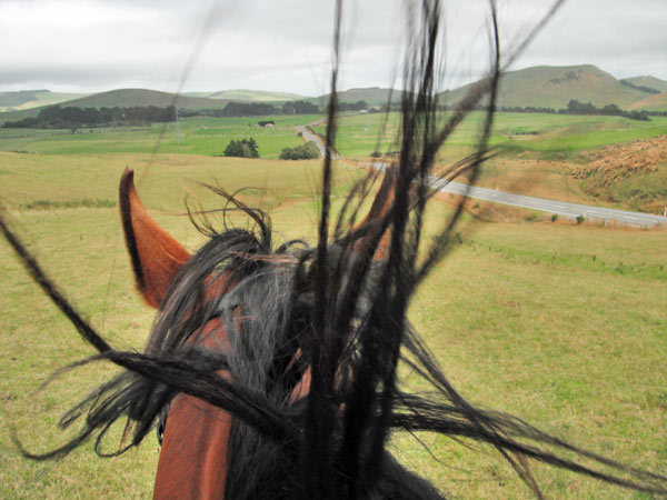 Horsetalk.co.nz · Twitter