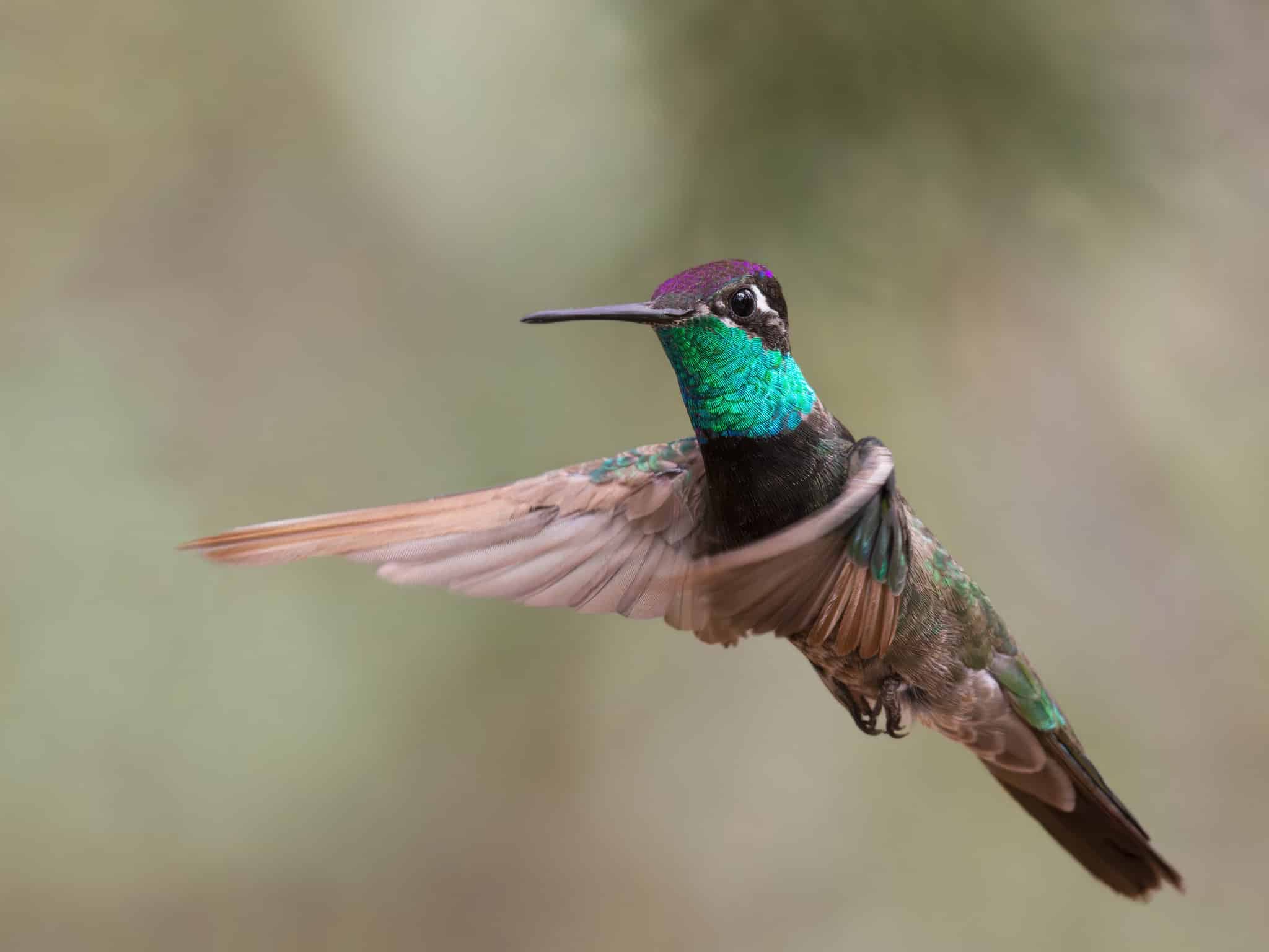 Tucson Bird Alliance- We speak out for wild birds and their homes · Twitter