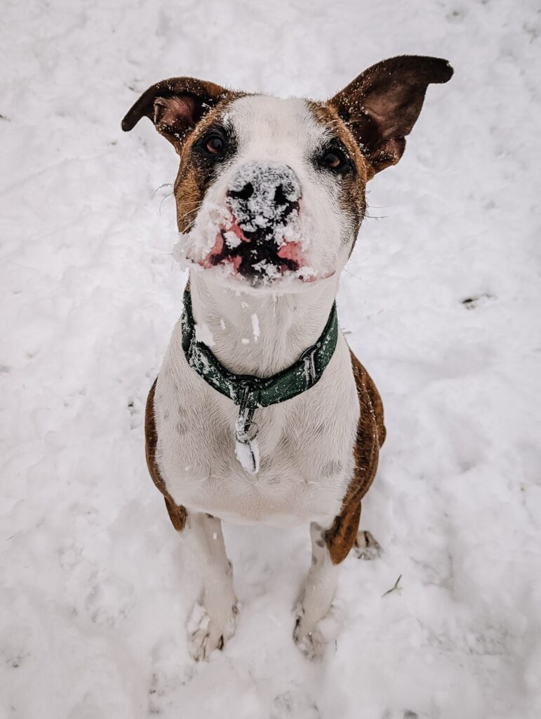 dog in the snow