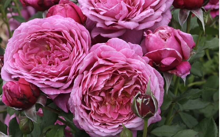 Tulsa Rose Society · Twitter