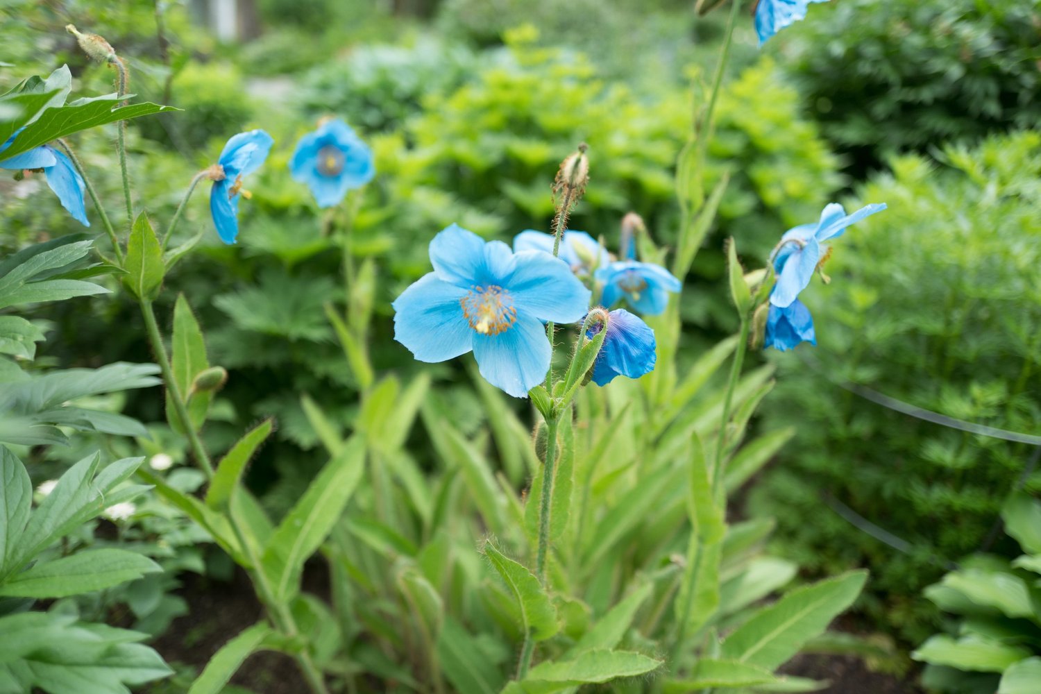 Alaska Botanical Garden · Twitter