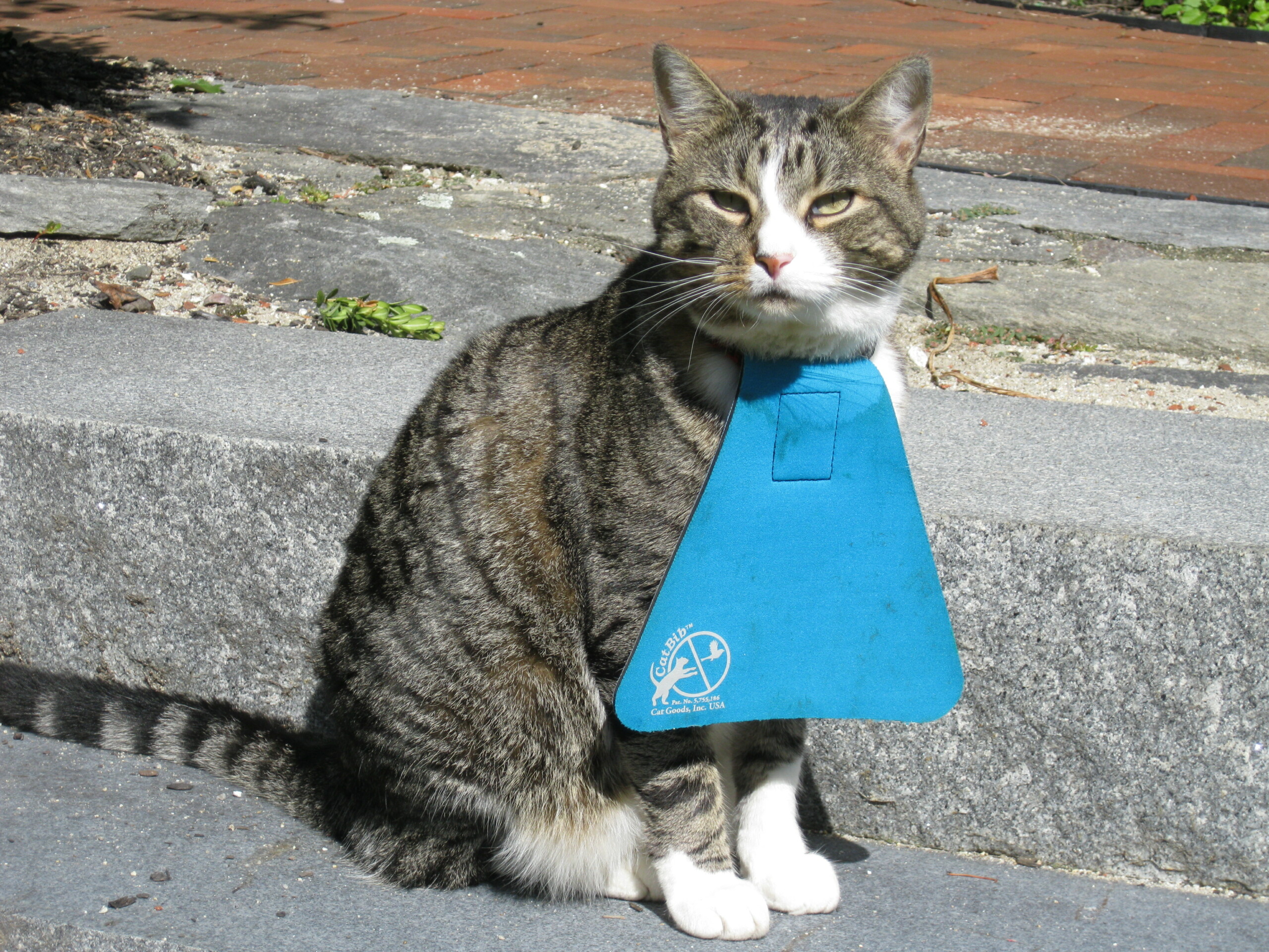 The Most Effective Way To Stop Cats From Killing Birds! · Twitter