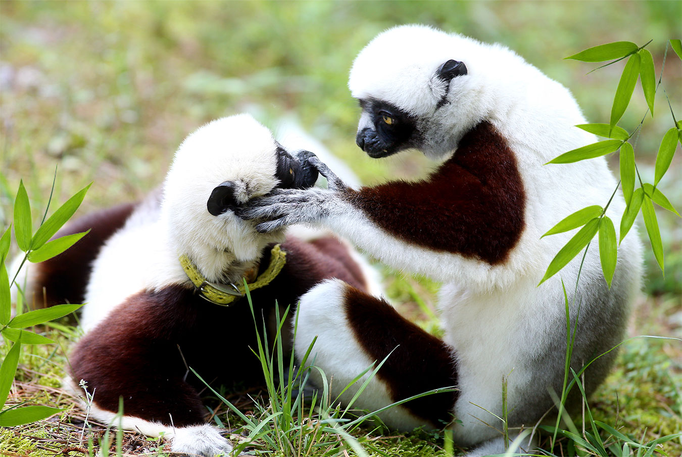 Duke Lemur Center - Duke Lemur Center · Twitter