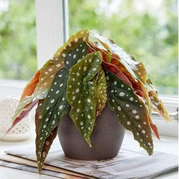 Guides & tips for many indoor House-Plant types - House Plants Expert · Twitter