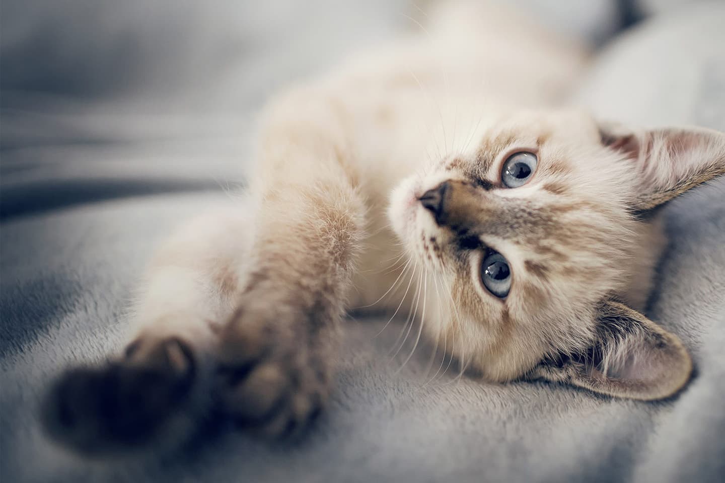Veterinarian in Gaithersburg, MD | Kentlands Veterinary Hospital – Your Trusted Veterinary Clinic for Pet Wellness, Surgery, Emergency Care & More. Book an Appointment Today! · Twitter