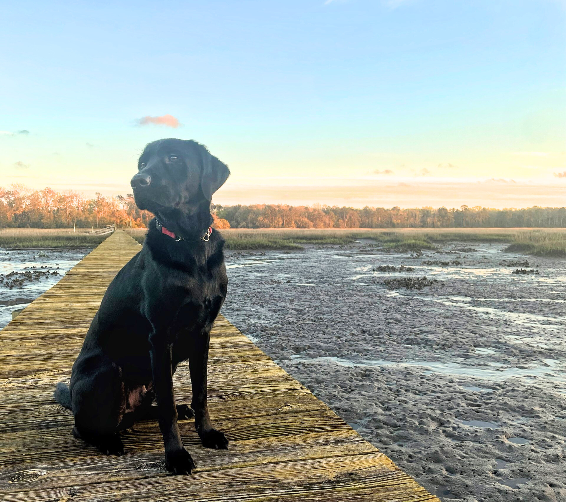 dog sitting on a dock