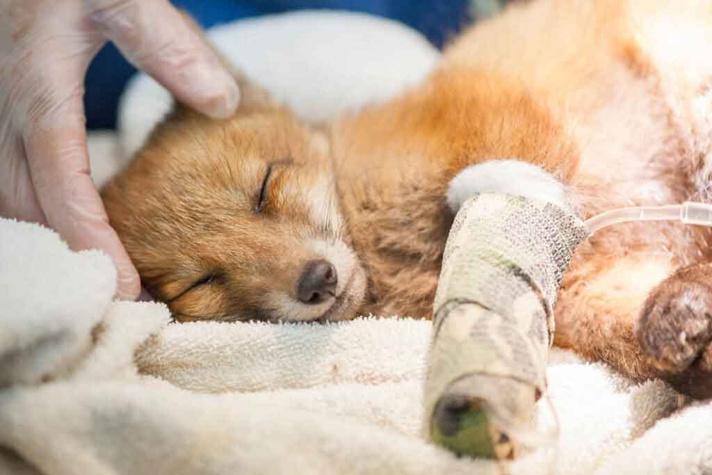 injured fox with bandage