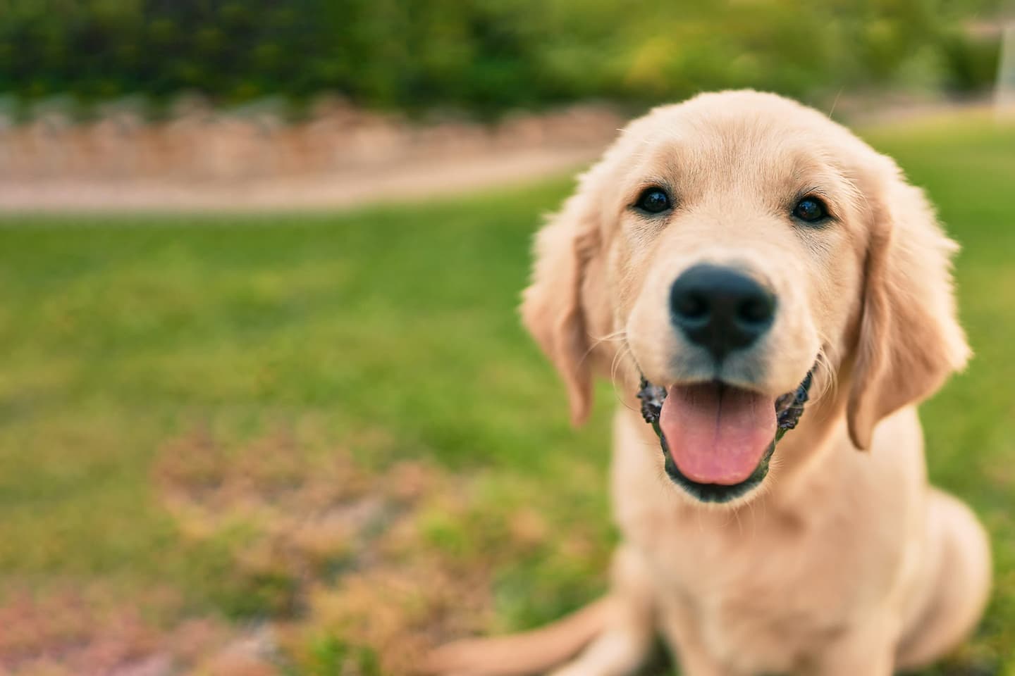 Veterinarian in Snellville, GA | Gwinnett Animal Hospital – Your Trusted Veterinary Clinic for Pet Wellness, Surgery, Emergency Care & More. Book an Appointment Today! · Twitter