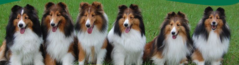 Westdel Shelties