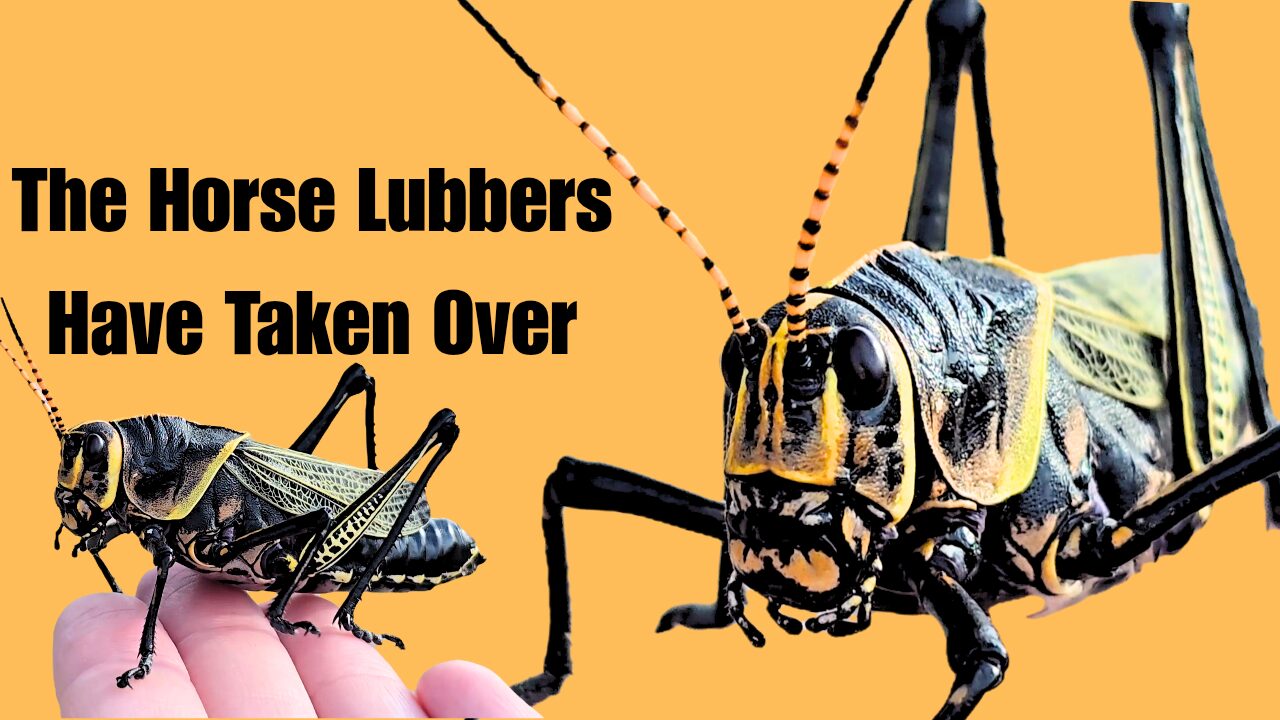 Live Pet Bugs | Bugs In Cyberspace · Twitter