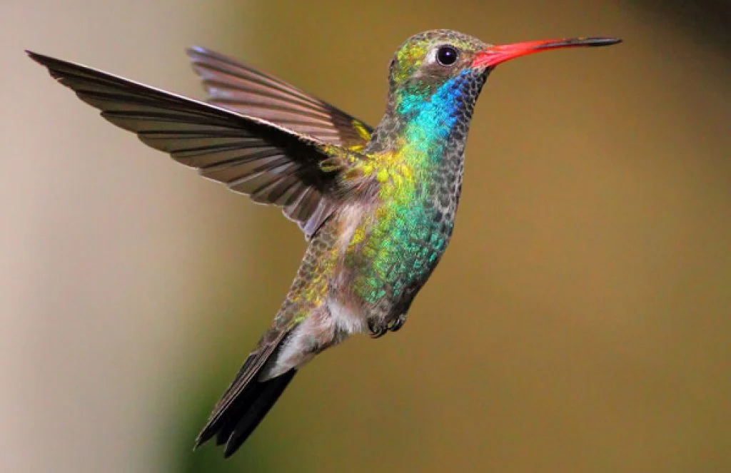 Homepage - American Bird Conservancy · Twitter