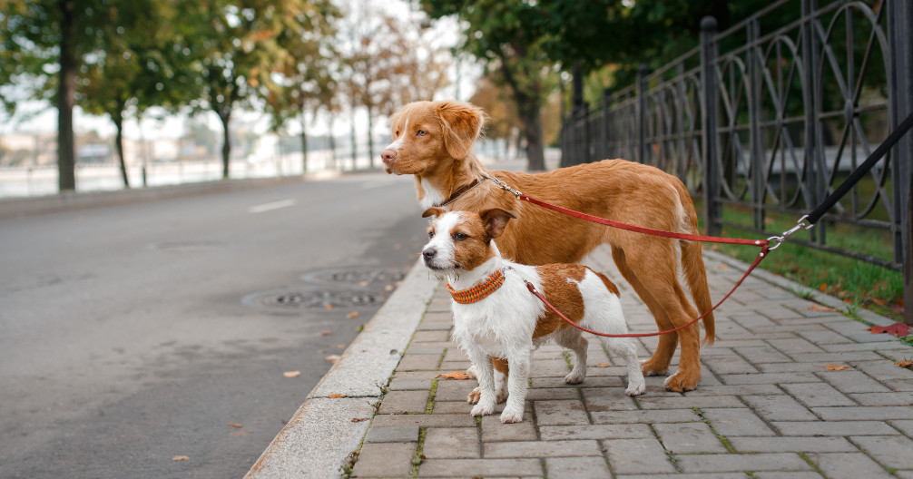 Trusted Veterinarians in New Orleans & Metairie | Metairie Small Animal Hospital (MSAH) · Twitter