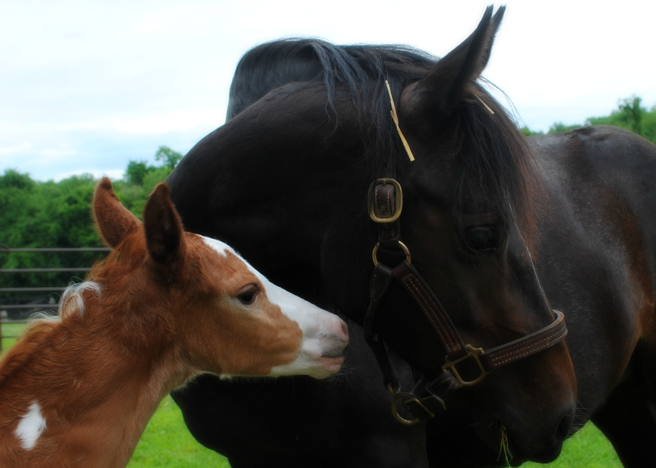 Equine Rescue League · Twitter