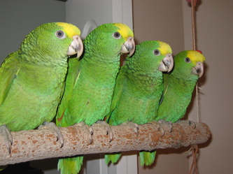 M&L Aviaries · Twitter
