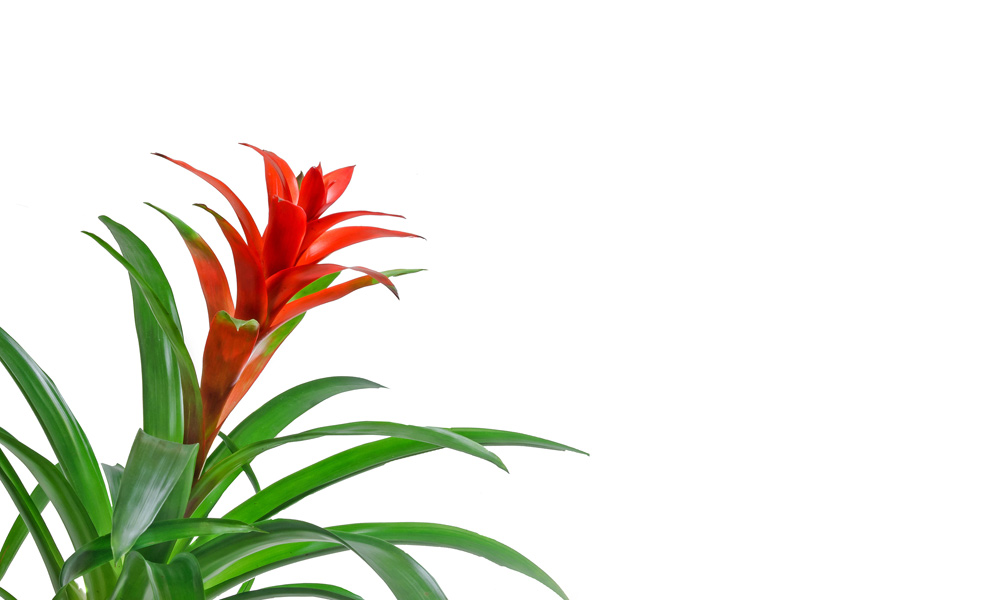 Caring for Indoor Tropical Plants and Flowers