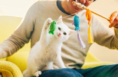 Homepage | Countryside Pet Clinic & Resort · Twitter