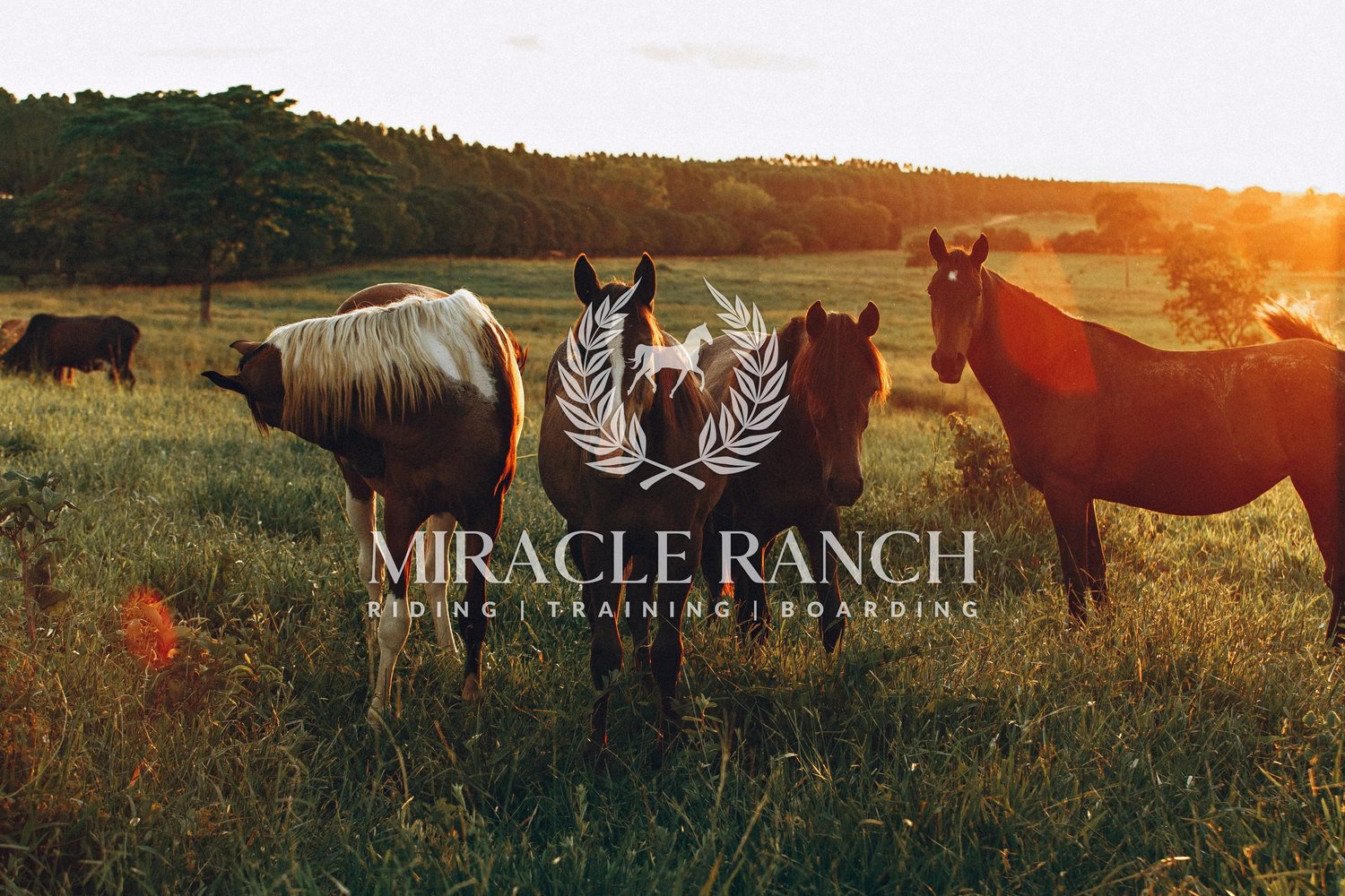 Miracle Ranch · Twitter
