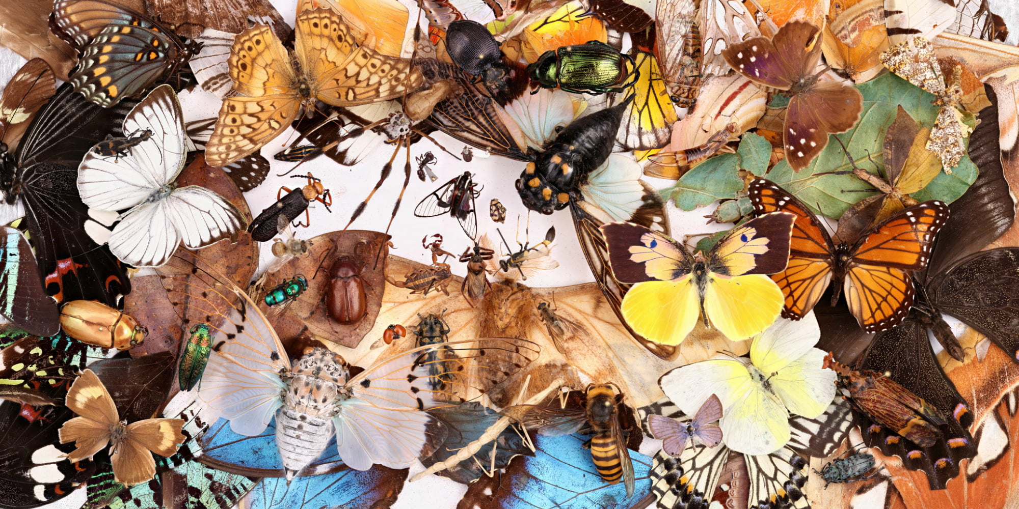 GIGAmacro: Exploring Small Things in a Big Way · Twitter
