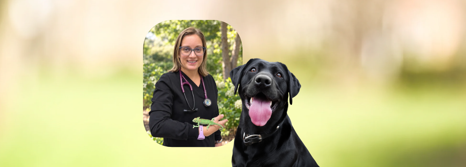 Family Veterinarian in Friendswood, TX | Friendswood Animal Clinic · Twitter