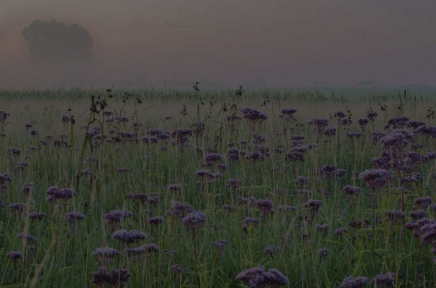 Home - Illinois Bird Records · Twitter