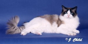 Home - Jazzmania Ragdolls · Twitter