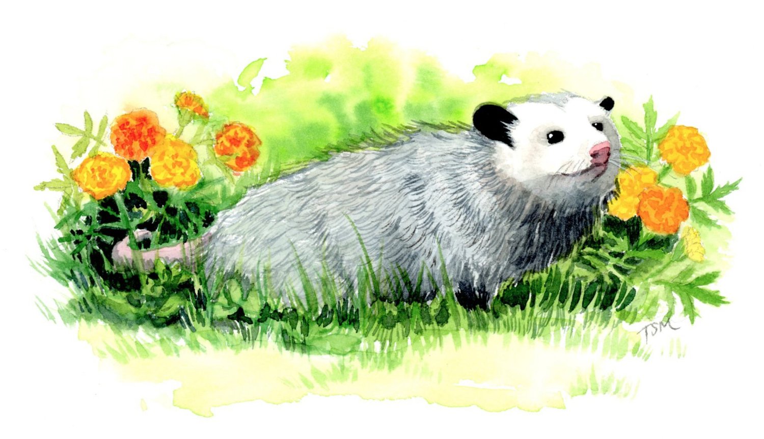 NY State Wildlife Rehabilitation Council Inc. · Twitter
