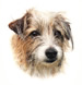 Aron Gadd - Animal & Pet Portraits · Twitter