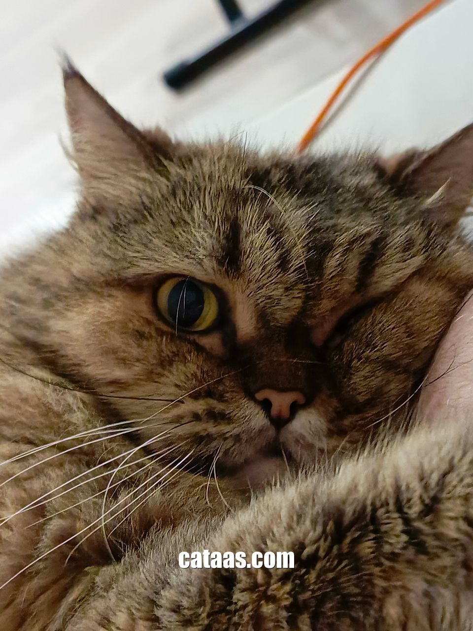Cat as a service (CATAAS) · Twitter